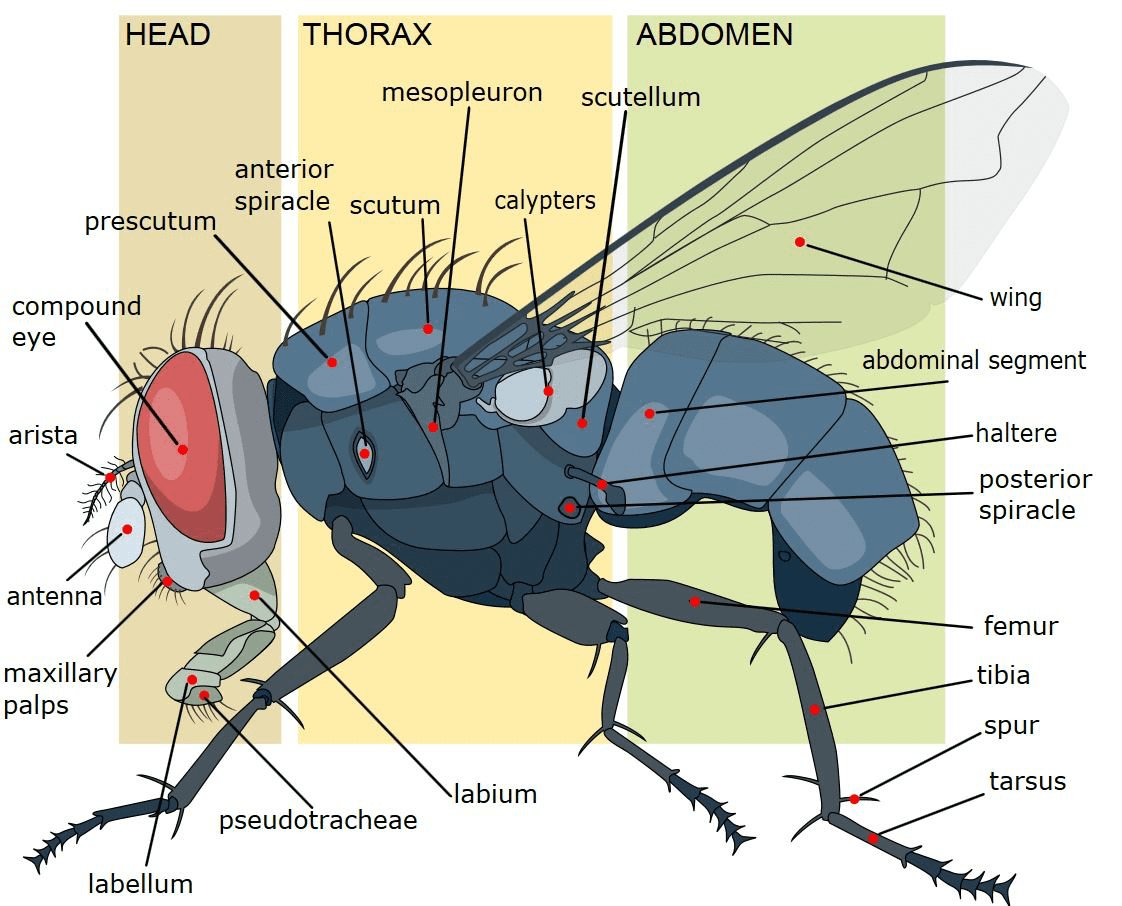 Importance of studying insects, and insect kits to collect and research on insects